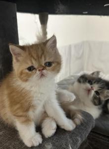 Exotic short hair kittens - Exotic Kitten For Sale - Las Vegas, NV, US Exotic short hair kittens - Exotic Kitten For Sale - Las Vegas, NV, US