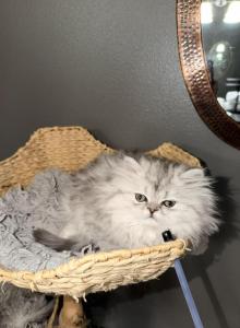 Shaded Silver Chinchilla Dollfaced Dearheart linea - Persian Kitten For Sale - Gearhart, OR, US Shaded Silver Chinchilla Dollfaced Dearheart linea - Persian Kitten For Sale - Gearhart, OR, US