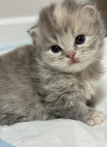 Pearl fold long hair - Scottish Fold Kitten For Sale - North Port, FL, US Pearl fold long hair - Scottish Fold Kitten For Sale - North Port, FL, US