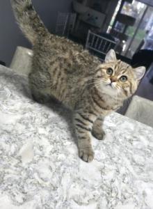 Lilly - Scottish Straight Kitten For Sale - Naperville, IL, US Lilly - Scottish Straight Kitten For Sale - Naperville, IL, US