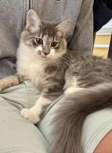 Bunny Boy - Maine Coon Kitten For Sale - GA, US Bunny Boy - Maine Coon Kitten For Sale - GA, US