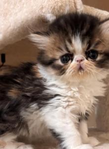 Calico kitty - Persian Kitten For Sale - Stilwell, OK, US Calico kitty - Persian Kitten For Sale - Stilwell, OK, US