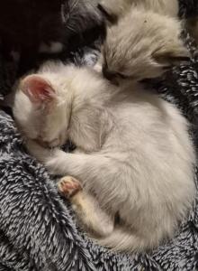 Siamese American Longhair mix - Siamese Kitten For Sale - Maricopa, AZ, US Siamese American Longhair mix - Siamese Kitten For Sale - Maricopa, AZ, US