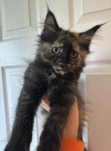Tortie - Maine Coon Kitten For Sale - Waterford, ME, US Tortie - Maine Coon Kitten For Sale - Waterford, ME, US