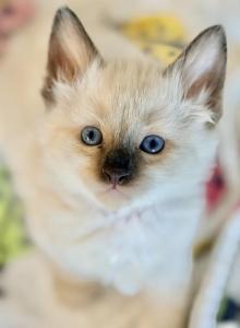 Ragdoll dollies - Ragdoll Kitten For Sale - Gilbert, AZ, US Ragdoll dollies - Ragdoll Kitten For Sale - Gilbert, AZ, US
