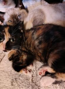 Mimi - Domestic Kitten For Adoption - Lake Stevens, WA, US Mimi - Domestic Kitten For Adoption - Lake Stevens, WA, US