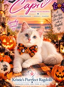 Capri - Ragdoll Kitten For Sale - Mount Joy, PA, US Capri - Ragdoll Kitten For Sale - Mount Joy, PA, US