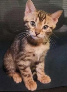 Green Collar Perris Bengal Boy - Bengal Kitten For Sale - Perris, CA, US Green Collar Perris Bengal Boy - Bengal Kitten For Sale - Perris, CA, US