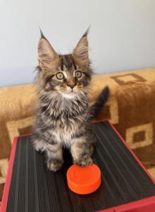 Maine Coon Female - Maine Coon Kitten For Sale - Staten Island, NY, US Maine Coon Female - Maine Coon Kitten For Sale - Staten Island, NY, US