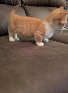 Bilbo Bambino - Munchkin Kitten For Sale - North Canton, OH, US Bilbo Bambino - Munchkin Kitten For Sale - North Canton, OH, US