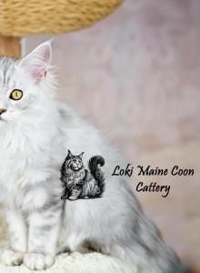 zoe - Maine Coon Kitten For Sale - Mechanicsburg&comma; PA&comma; US