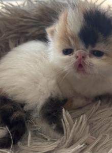 Gorgeous Christmas kittens available - Persian Kitten For Sale - Arlington Heights, IL, US Gorgeous Christmas kittens available - Persian Kitten For Sale - Arlington Heights, IL, US