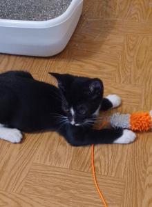 Tailless 'Ballerina' - Manx Kitten For Sale - Commerce, TX, US Tailless 'Ballerina' - Manx Kitten For Sale - Commerce, TX, US
