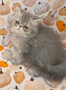 Baby Ashes - Persian Kitten For Sale - Springfield, MO, US Baby Ashes - Persian Kitten For Sale - Springfield, MO, US