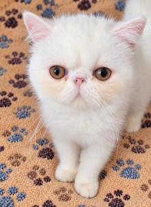 COPPER EYED WHITE CFA REG EXOTIC BOY - Exotic Kitten For Sale - PA, US COPPER EYED WHITE CFA REG EXOTIC BOY - Exotic Kitten For Sale - PA, US