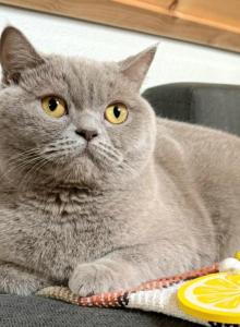 Mia - British Shorthair Cat For Sale - Vancouver, WA, US Mia - British Shorthair Cat For Sale - Vancouver, WA, US