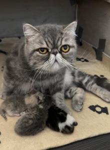 Sophia's Kittens - Exotic Kitten For Sale - Mount Marion, NY, US Sophia's Kittens - Exotic Kitten For Sale - Mount Marion, NY, US