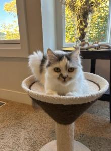 Skyla - Domestic Cat For Adoption - Kennydale, WA, US Skyla - Domestic Cat For Adoption - Kennydale, WA, US