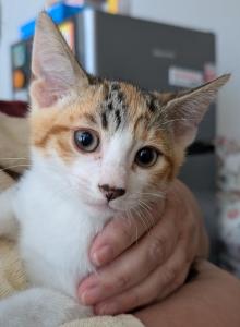 Muscle Cat & Calico - Domestic Kitten For Adoption - Benicia, CA, US Muscle Cat & Calico - Domestic Kitten For Adoption - Benicia, CA, US