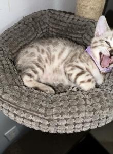 Poppy aka Moya - Bengal Kitten For Sale - Oklahoma City, OK, US Poppy aka Moya - Bengal Kitten For Sale - Oklahoma City, OK, US