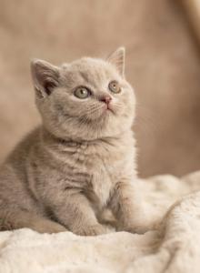 Duke Blue Note Litter - British Shorthair Kitten For Sale - IL, US Duke Blue Note Litter - British Shorthair Kitten For Sale - IL, US