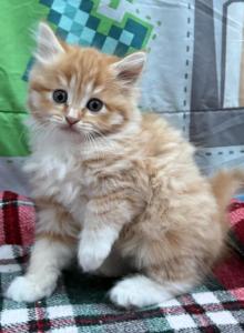 Ginger tabby - Maine Coon Kitten For Adoption - Auburn, WA, US Ginger tabby - Maine Coon Kitten For Adoption - Auburn, WA, US