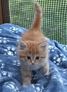 Ginger tabby - Maine Coon Kitten For Adoption - Auburn&comma; WA&comma; US