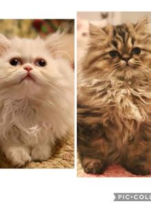 Persian Kittens Very Sweet - Persian Kitten For Sale - Marietta, GA, US Persian Kittens Very Sweet - Persian Kitten For Sale - Marietta, GA, US