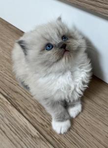 Blue Mink Ragdoll female - Ragdoll Kitten For Sale - Vancouver, WA, US Blue Mink Ragdoll female - Ragdoll Kitten For Sale - Vancouver, WA, US