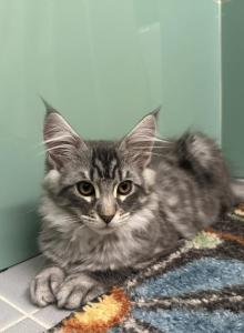 Jamie - Maine Coon Kitten For Sale - Westfield, MA, US Jamie - Maine Coon Kitten For Sale - Westfield, MA, US