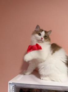Nono - Minuet Kitten For Sale - CA, US Nono - Minuet Kitten For Sale - CA, US