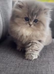 sebastine - Persian Kitten For Sale - Richmond, VA, US sebastine - Persian Kitten For Sale - Richmond, VA, US