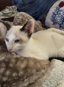Beanie - Snowshoe Kitten For Sale - Moneta&comma; VA&comma; US