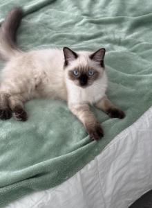 Milan - Ragdoll Kitten For Sale - Marco Island&comma; FL&comma; US