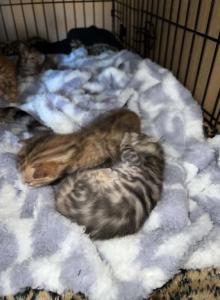 Boys and girls - Bengal Kitten For Adoption - NJ&comma; US