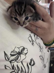 Rigatoni - Domestic Kitten For Sale - Bronx&comma; NY&comma; US