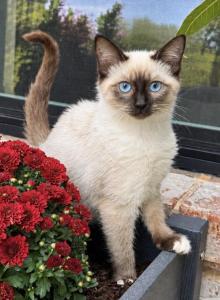 Female snowshoe Siamese - Siamese Kitten For Sale - Terrell&comma; TX&comma; US