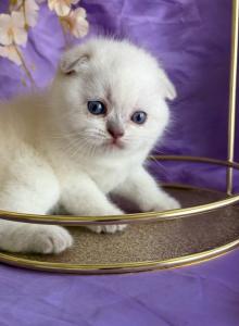 Leo - Scottish Fold Kitten For Sale - Aliso Viejo&comma; CA&comma; US