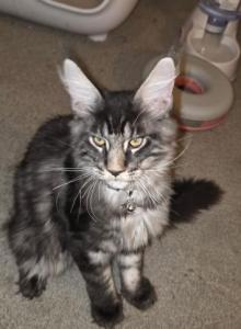 Maine coon kittens champs - Maine Coon Kitten For Sale - Canonsburg&comma; PA&comma; US