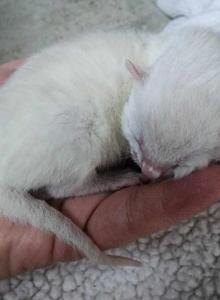 Frosty Snow Lynx Bengal kitten male for sale - Bengal Kitten For Sale - Saint Augustine&comma; FL&comma; US