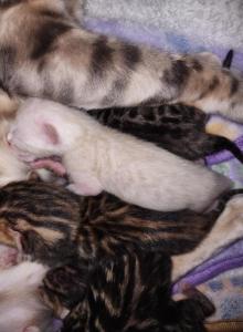 Frosty Snow Lynx Bengal kitten male for sale - Bengal Kitten For Sale - Saint Augustine&comma; FL&comma; US