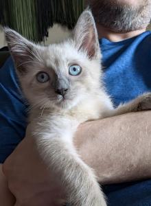 Blanket - Siamese Kitten For Adoption - MA, US Blanket - Siamese Kitten For Adoption - MA, US