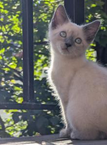 Blanket - Siamese Kitten For Adoption - MA&comma; US