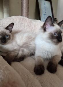 Jaxon - Siamese Kitten For Adoption - Eugene&comma; OR&comma; US