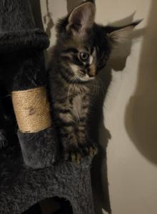 5 half Maine coon kittens - Maine Coon Kitten For Sale - Canonsburg&comma; PA&comma; US