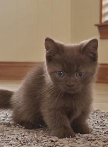 BonBon - Munchkin Kitten For Sale - Aquilla&comma; TX&comma; US