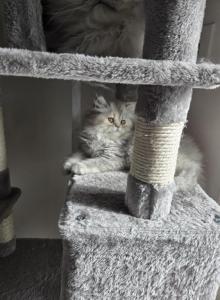 Pinkface - Persian Kitten For Sale - NJ&comma; US