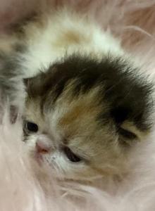 Exotic calico girl - Exotic Kitten For Sale - Orlando&comma; FL&comma; US