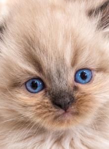 Doll Face Lynx tufted Himalayan Kittens - Himalayan Kitten For Sale - Bala Cynwyd&comma; PA&comma; US