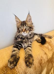 Maine Coon Female - Maine Coon Kitten For Sale - Staten Island&comma; NY&comma; US